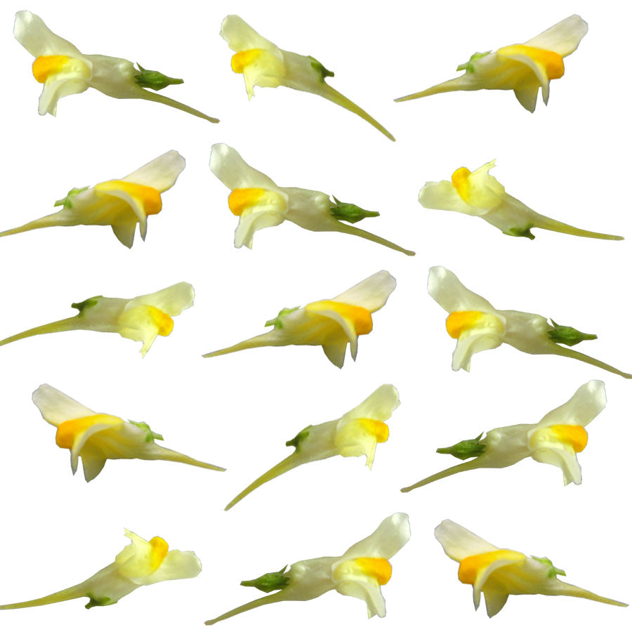 Linaria Micro Flowers Yellow 24 pcs #336 $5.25 CAD