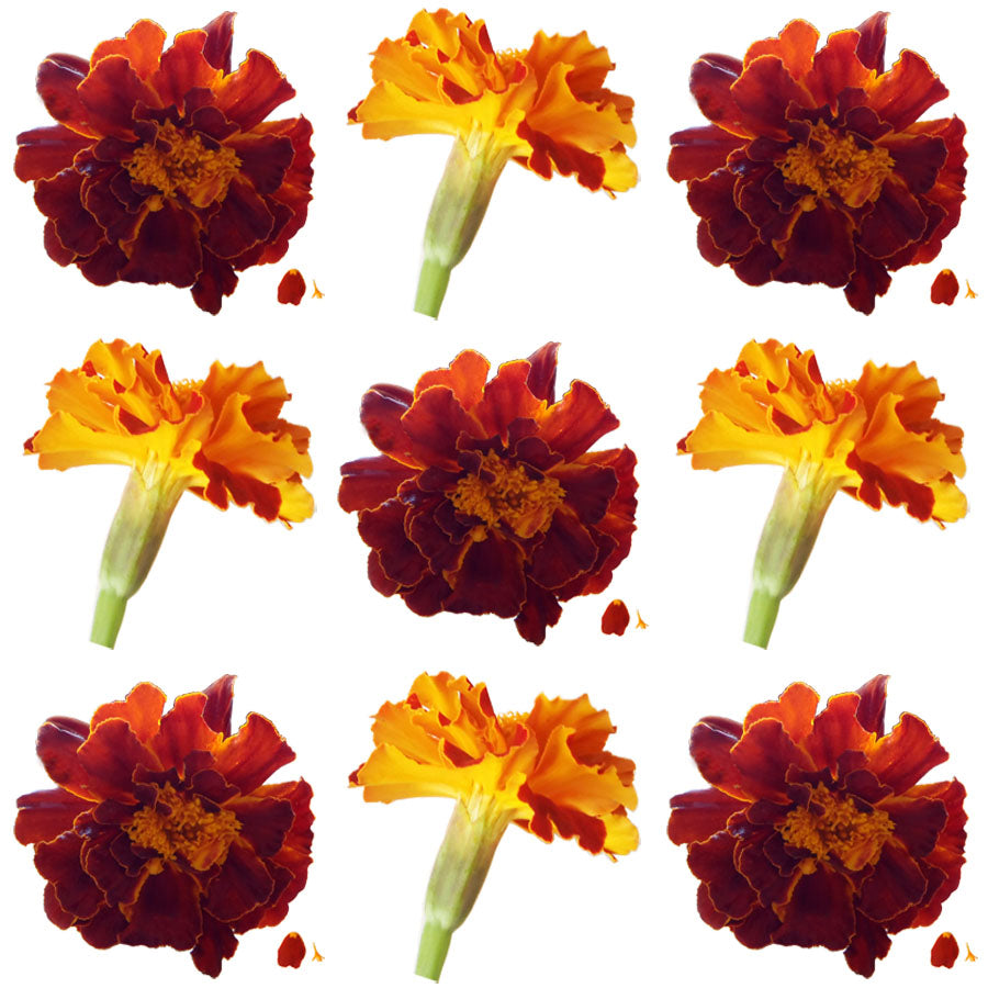 Marigold Small Flowers Maroon Orange Micro Petals 24 pcs #67 $21 CAD