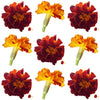 Marigold Small Flowers Maroon Orange Micro Petals 24 pcs #67 $21 CAD