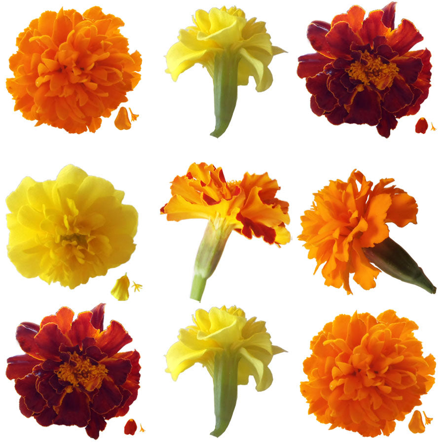 Marigold Small Flowers Mix Micro Petals 24 pcs #101 $21 CAD