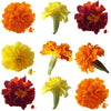 Marigold Small Flowers Mix Micro Petals 24 pcs #101 $21 CAD