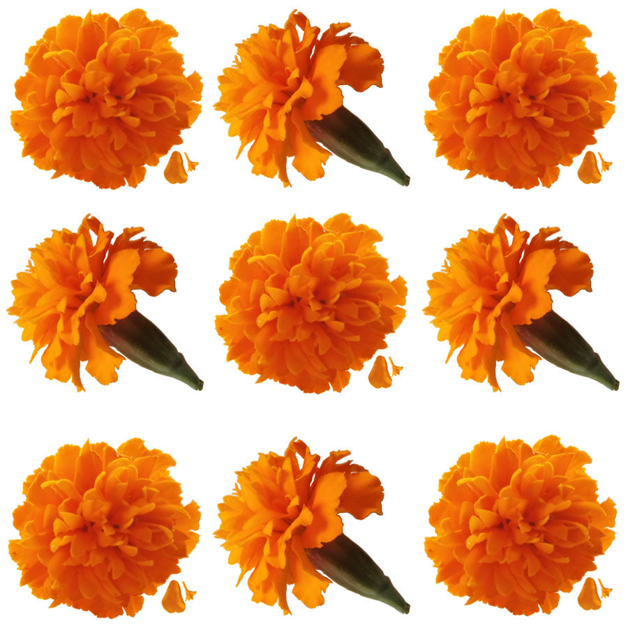 Marigold Small Flowers Orange Micro Petals 36 pcs #342 $30.25 CAD
