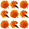 Marigold Small Flowers Orange Micro Petals 36 pcs #342 $30.25 CAD