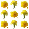Marigold Small Flowers Yellow Micro Petals 12 pcs #66 $11 CAD
