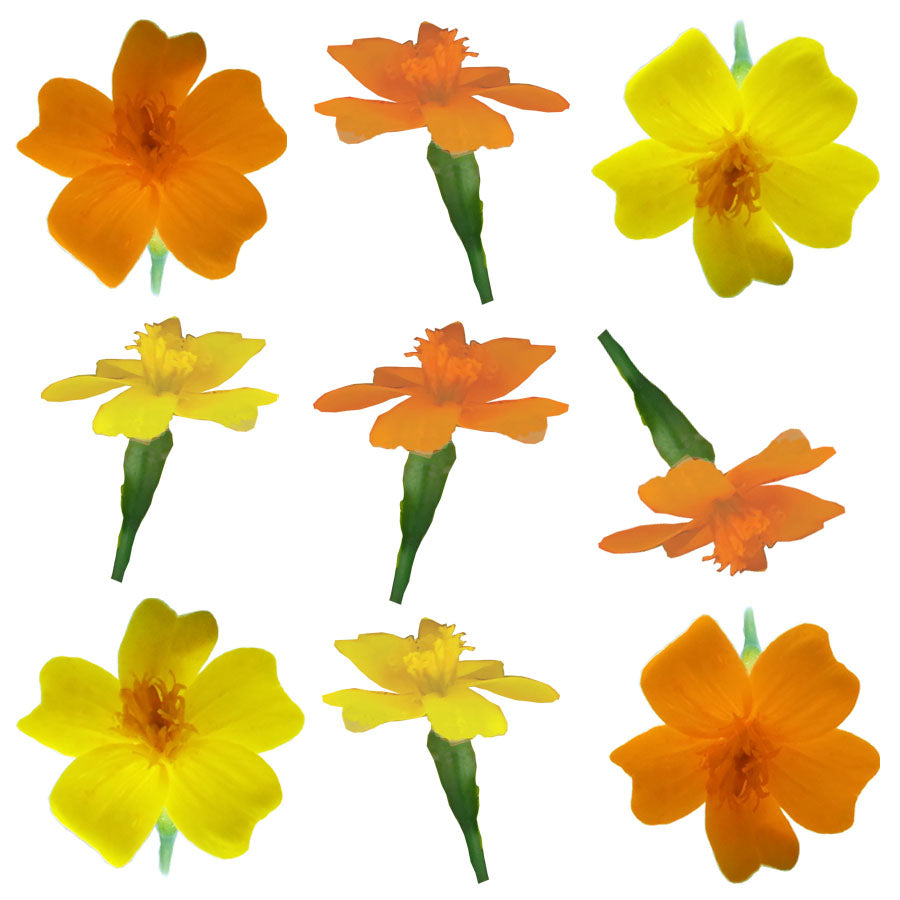 Marigold Tiny Micro Flowers Orange Flowers + Stems 75 pcs #412 $20.5 CAD