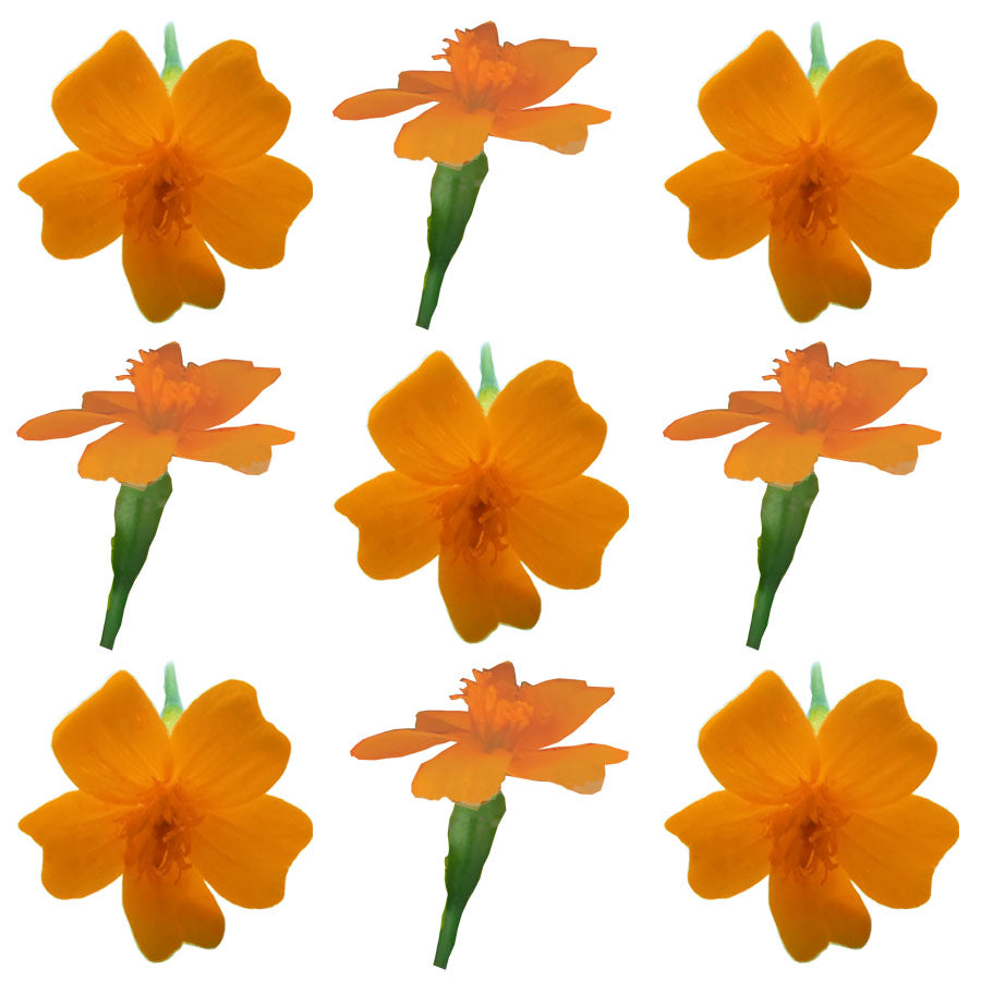 Marigold Tiny Micro Flowers Orange Flowers + Stems 24 pcs #851 $7.25 CAD