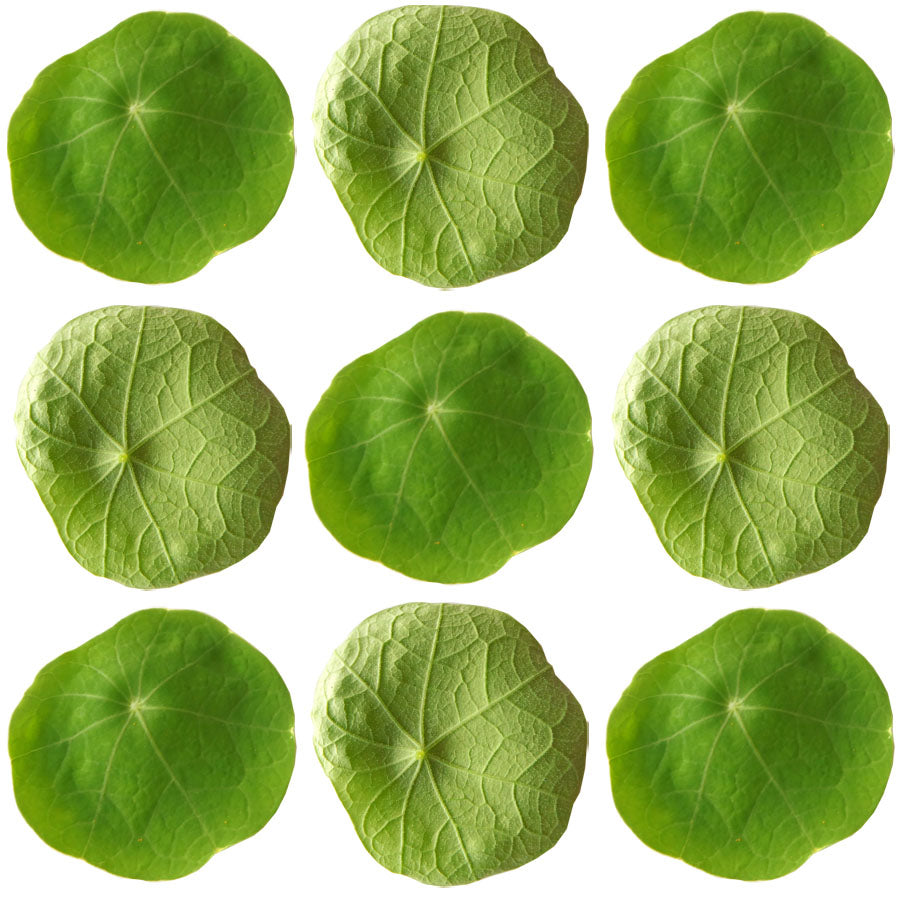 Nasturtium Micro Leaves + Stems 100 pcs #297 $18.5 CAD