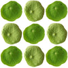 Nasturtium Micro Leaves + Stems 100 pcs #297 $18.5 CAD