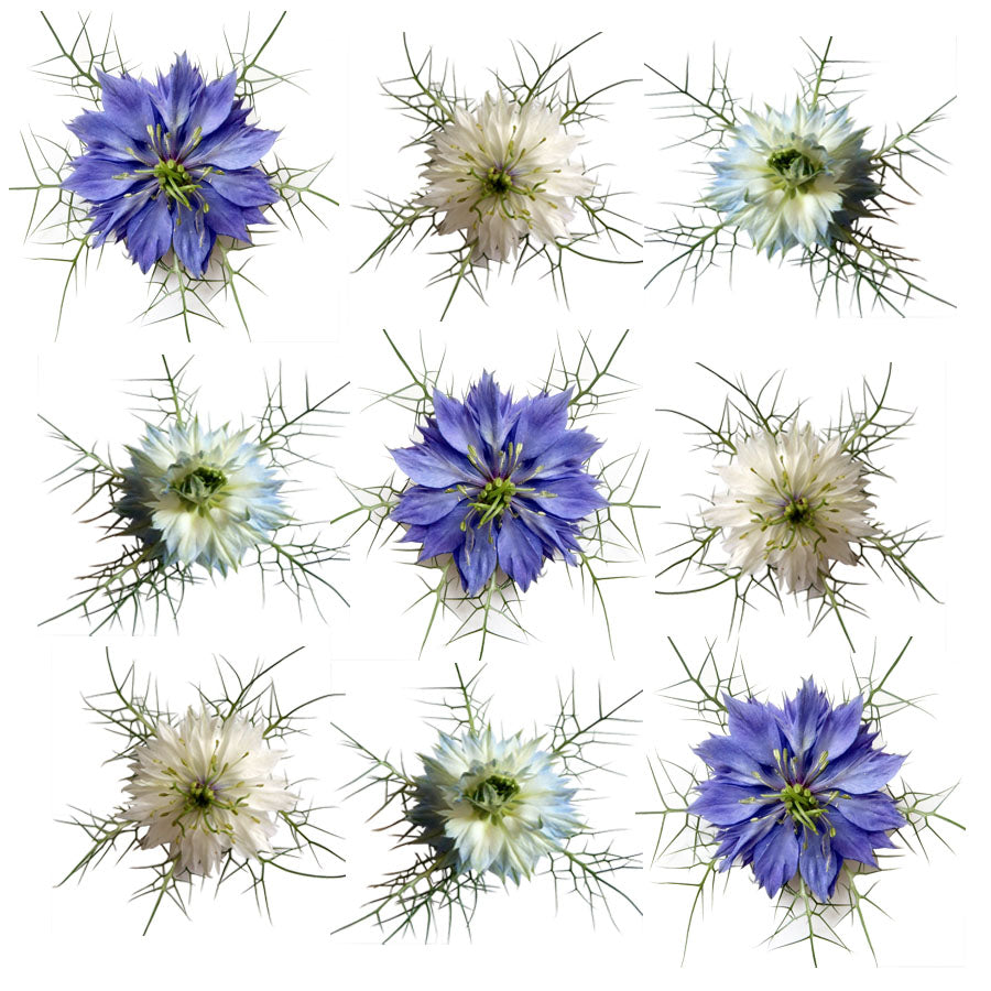Nigella Mix Flowers + Stems 24 pcs #218 $16 CAD