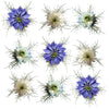 Nigella Mix Flowers + Stems 24 pcs #218 $16 CAD