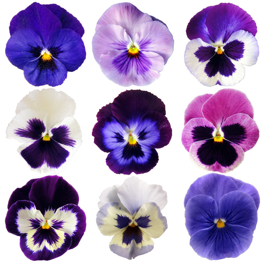 Pansies Large Mix Flowers + Stems 12 pcs #837 $9.75 CAD