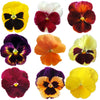 Pansies Large Mix Flowers + Stems 12 pcs #837 $9.75 CAD