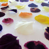 Pansy Petals Micro Mix 50 pcs #879 $8.5 CAD