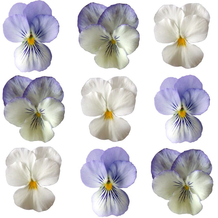 Pansies Medium Mix White With Blue Hints Flowers + Stems 12 pcs #942 $8.5 CAD