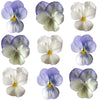 Pansies Medium Mix White With Blue Hints Flowers + Stems 12 pcs #942 $8.5 CAD