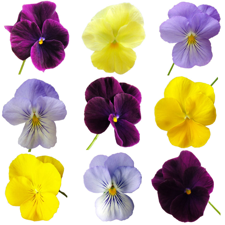 Pansies Medium Mix Flowers + Stems 12 pcs #783 $8.5 CAD