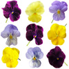 Pansies Medium Mix Flowers + Stems 12 pcs #783 $8.5 CAD