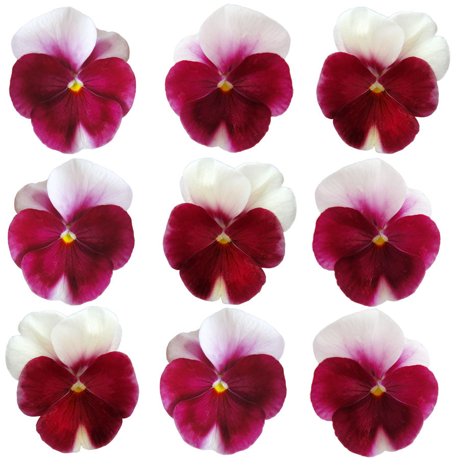 Pansies Medium Rose White Flowers + Stems 12 pcs #549 $8.5 CAD