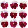 Pansies Medium Rose White Flowers + Stems 12 pcs #549 $8.5 CAD