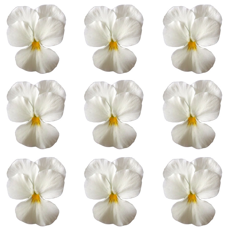 Pansies Medium Ivory White Flowers + Stems 12 pcs #611 $8.5 CAD