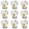 Pansies Medium Ivory White Flowers + Stems 12 pcs #611 $8.5 CAD