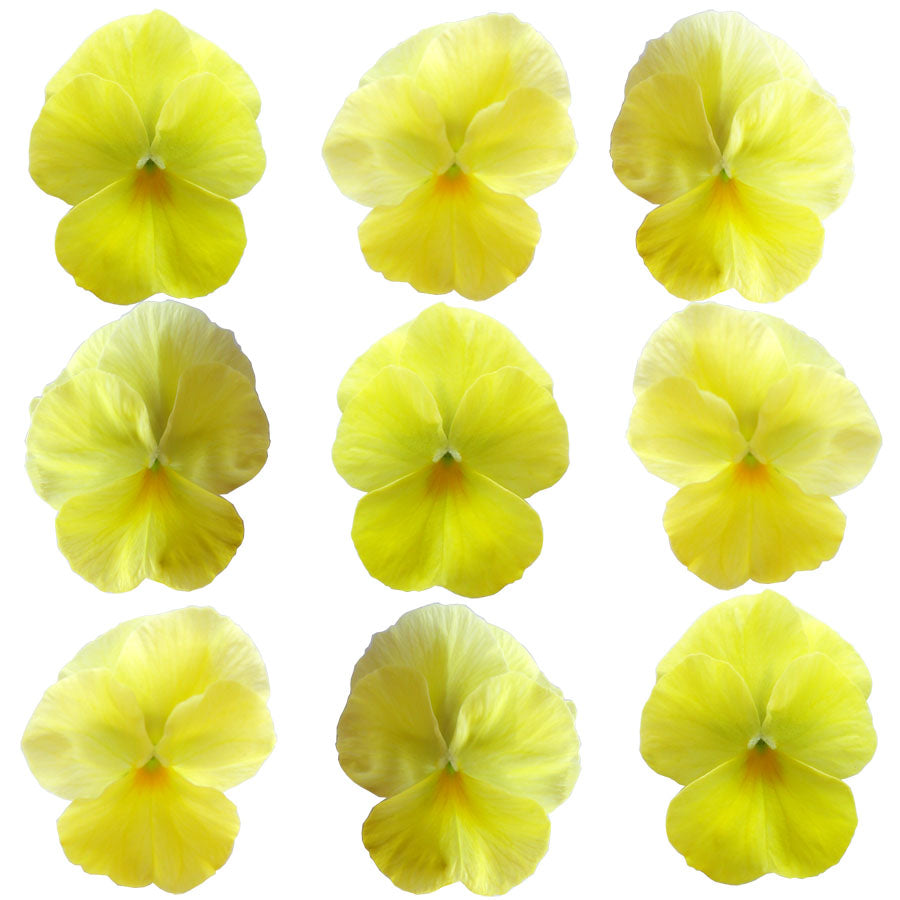 Pansies Butter Yellow Flowers + Stems 12 pcs #656 $8.5 CAD