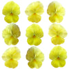 Pansies Butter Yellow Flowers + Stems 12 pcs #656 $8.5 CAD