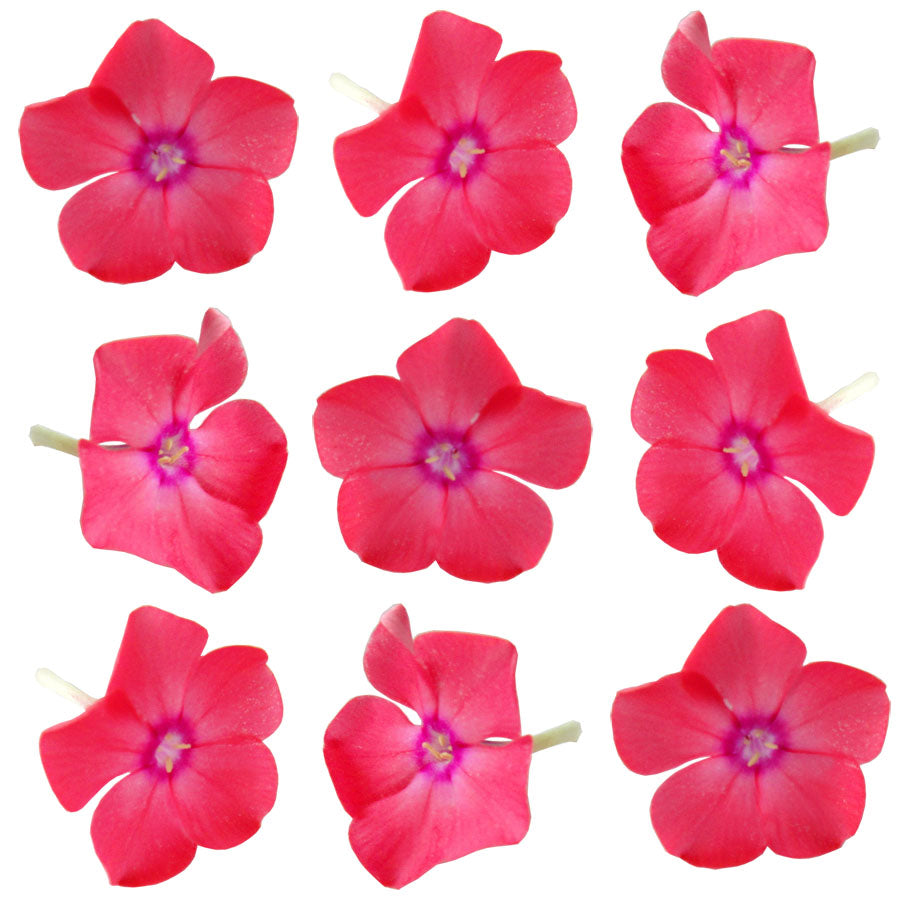 Summer Phlox Flowers Coral 36 pcs #197 $11 CAD
