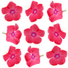Summer Phlox Flowers Coral 36 pcs #197 $11 CAD