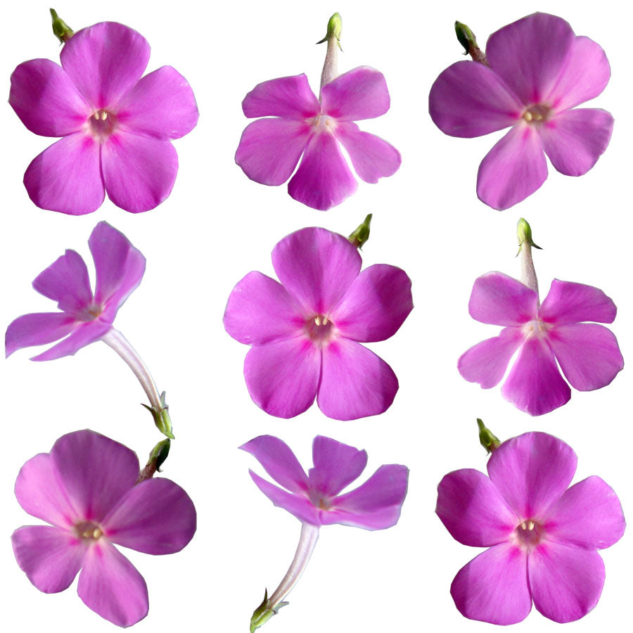 Summer Phlox Flowers Mauve 36 pcs #457 $11 CAD