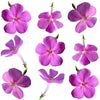 Summer Phlox Flowers Mauve 36 pcs #457 $11 CAD