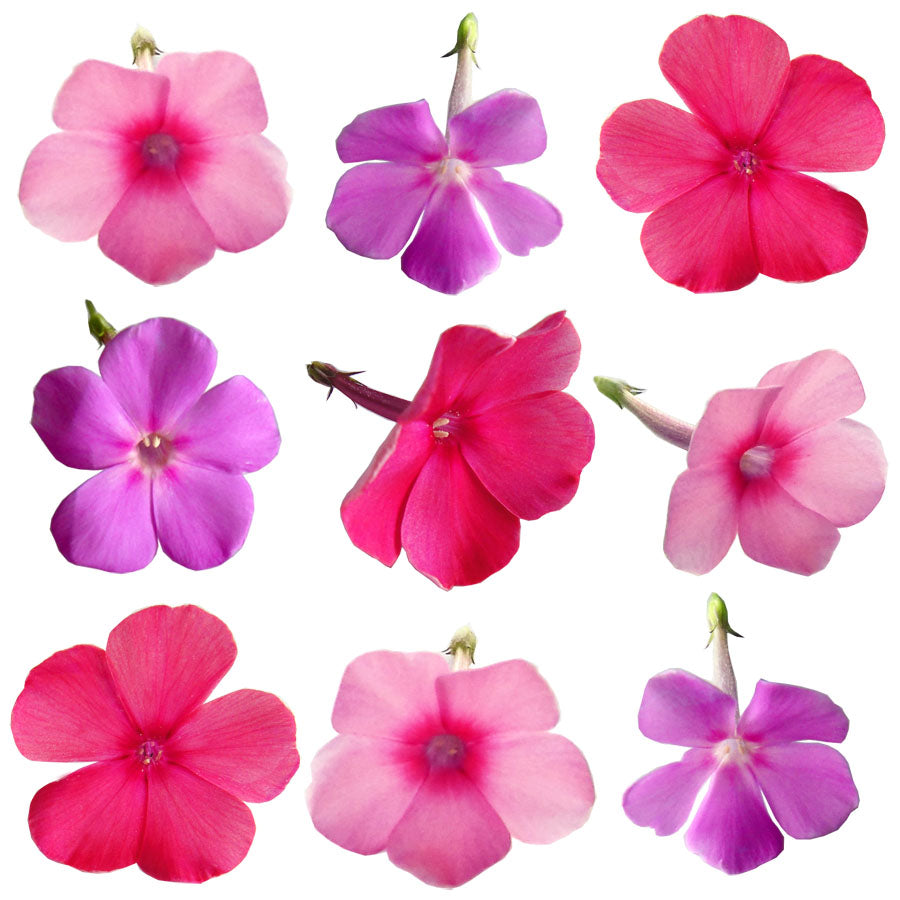 Summer Phlox Flowers Mix 36 pcs #778 $11 CAD