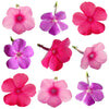 Summer Phlox Flowers Mix 36 pcs #778 $11 CAD