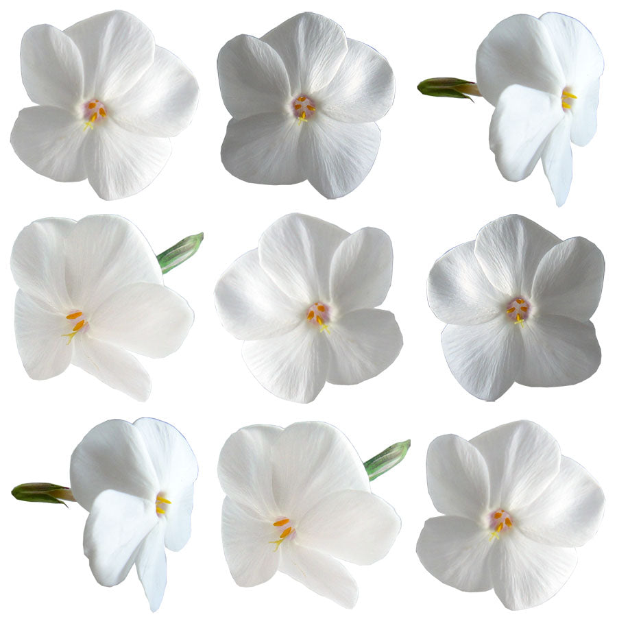 Summer Phlox Flowers White 24 pcs #526 $7.75 CAD