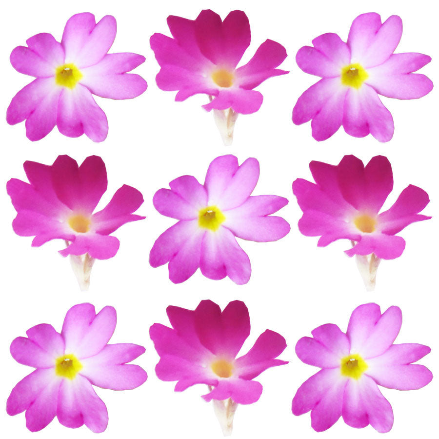 Spring Primula Flowers Hot Pink 50 pcs #306 $16 CAD