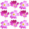Spring Primula Flowers Hot Pink 50 pcs #306 $16 CAD