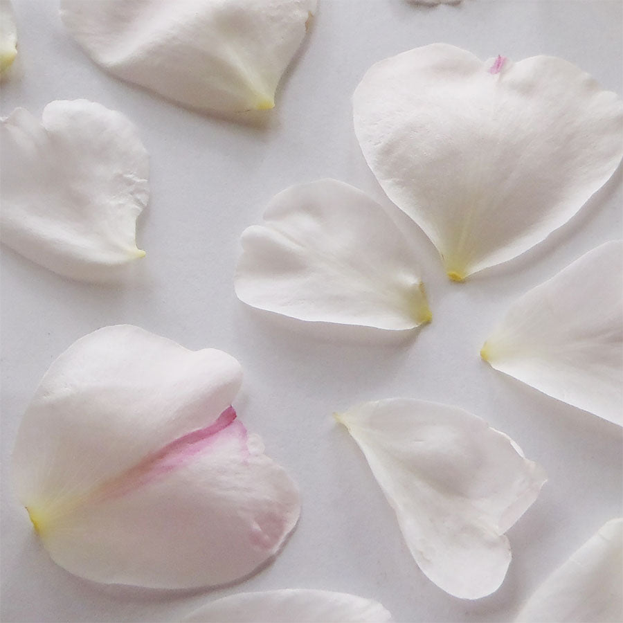 Rose Petals Small - Medium Size Pale Pink 50 pcs #75 $9.75 CAD