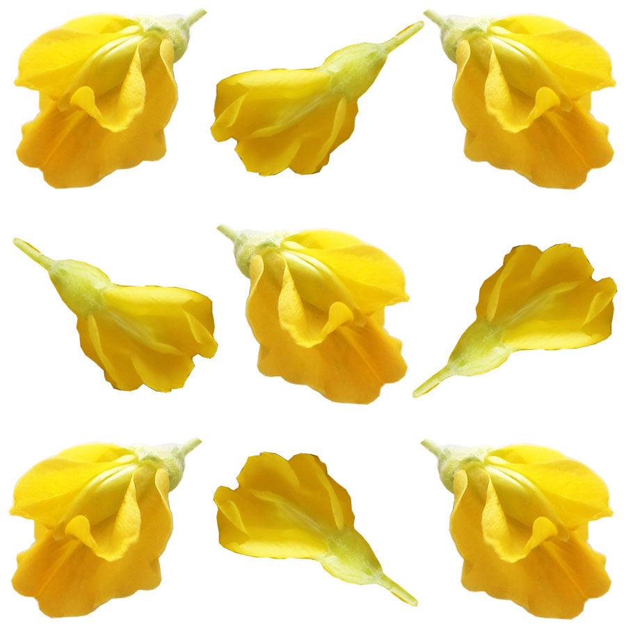 Siberian Pea Flowers 24 pcs #47 $7.75 CAD