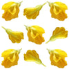 Siberian Pea Flowers 24 pcs #47 $7.75 CAD