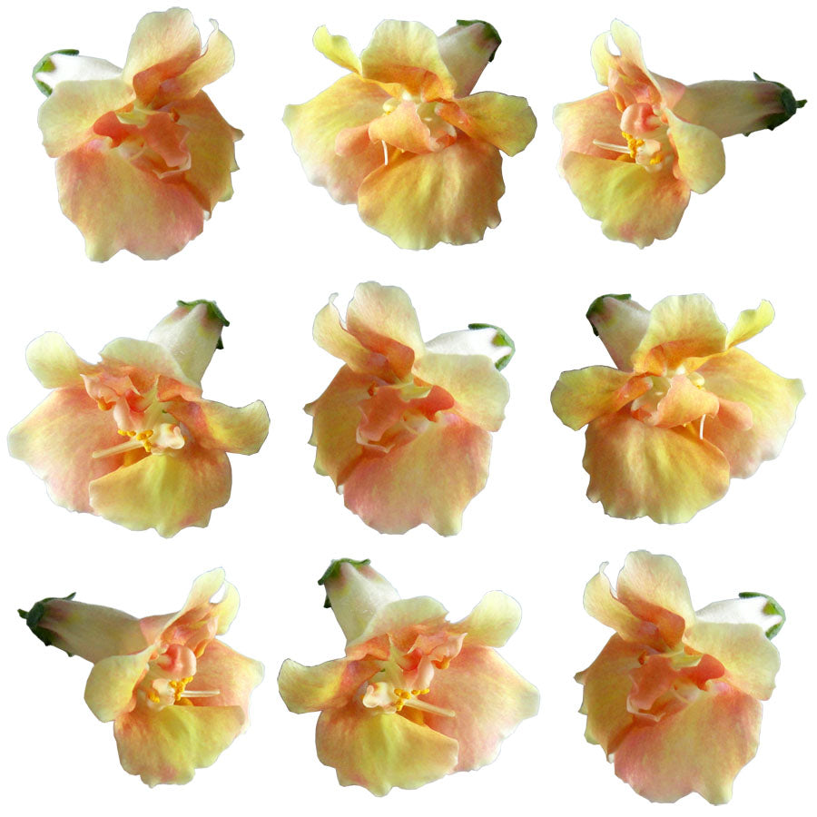 Snapdragon Flowers Double Coral 24 pcs #548 $14 CAD