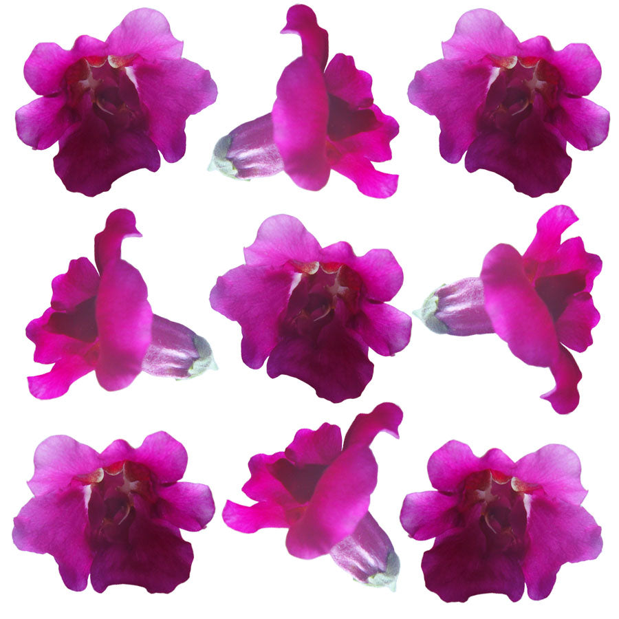 Snapdragon Flowers Double Magenta 12 pcs #315 $7.25 CAD