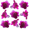 Snapdragon Flowers Double Magenta 12 pcs #315 $7.25 CAD