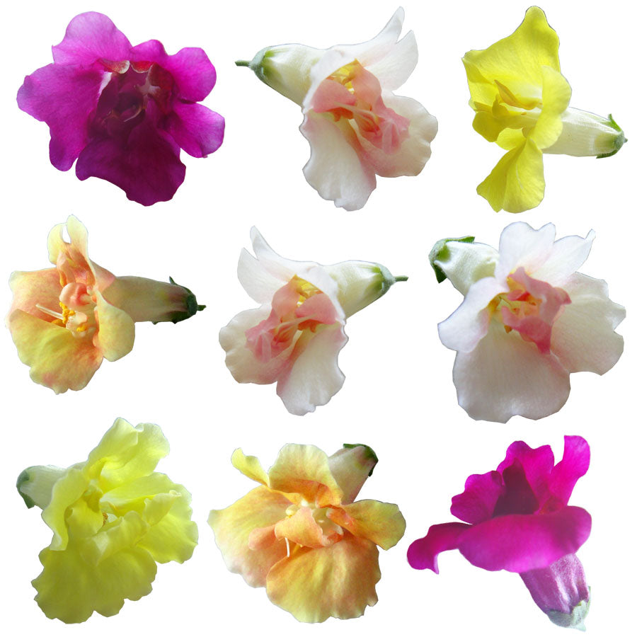 Snapdragon Flowers Double Mix 12 pcs #950 $7.25 CAD