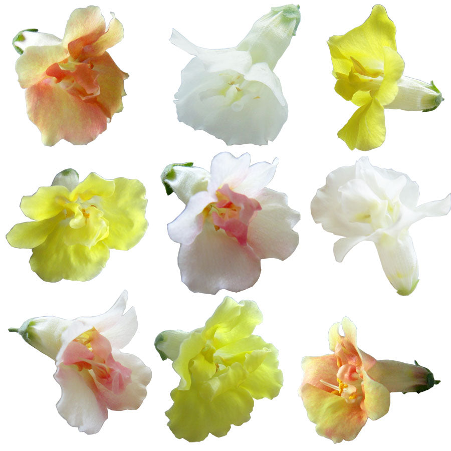 Snapdragon Flowers Double Mix Pastel 12 pcs #302 $7.25 CAD