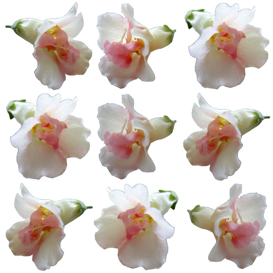 Snapdragon Flowers Double Pink 24 pcs #550 $14 CAD