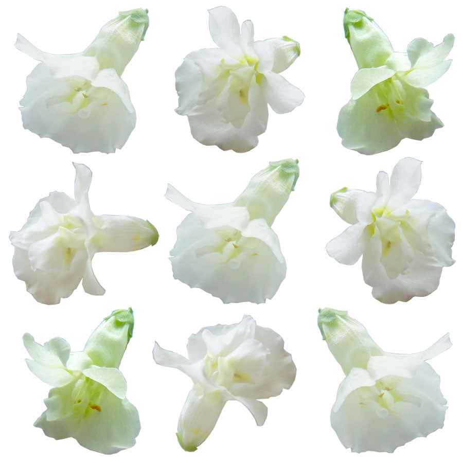 Snapdragon Flowers Double White 12 pcs #533 $7.25 CAD