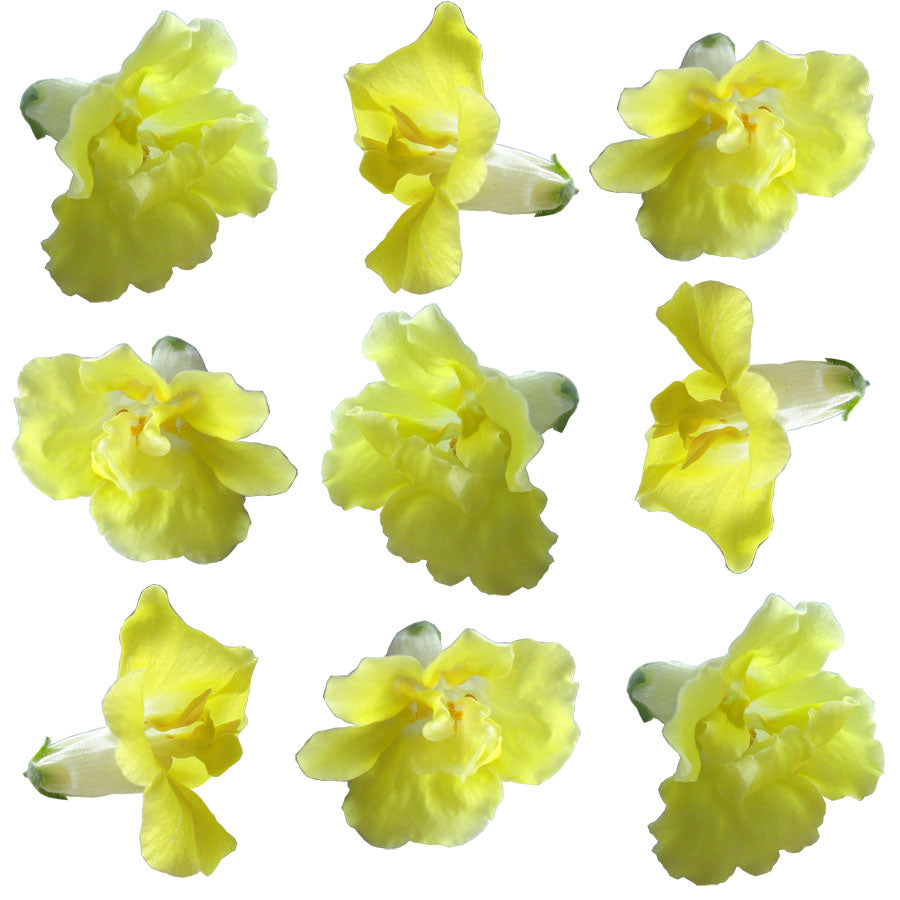 Snapdragon Flowers Double Yellow 12 pcs #602 $7.25 CAD