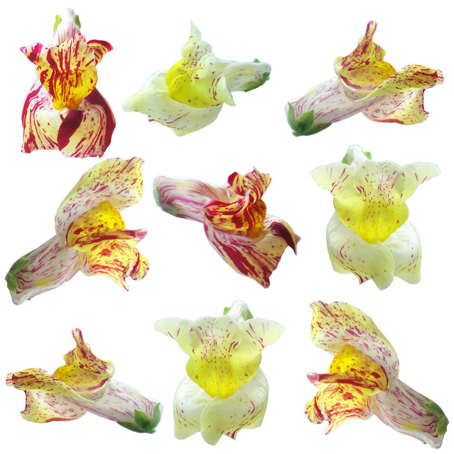 Snapdragon Flowers Carnival 12 pcs #825 $7.25 CAD