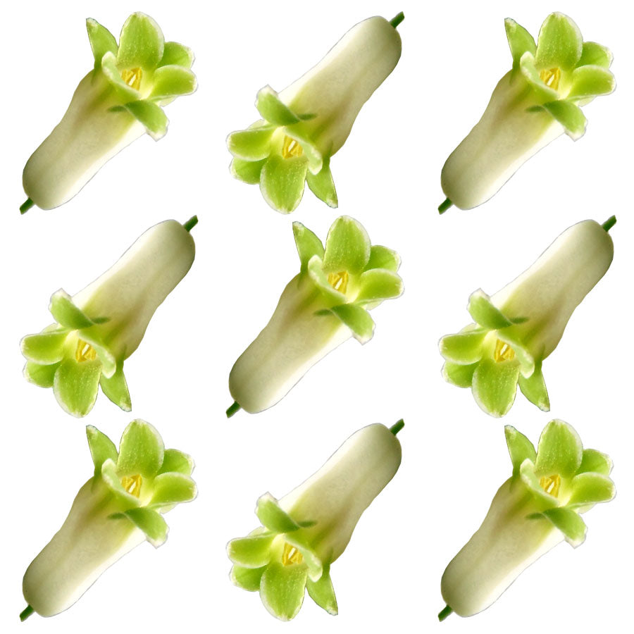 Spring Solomon Seal Flowers 100 pcs #941 $26.5 CAD