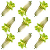 Spring Solomon Seal Flowers 100 pcs #941 $26.5 CAD